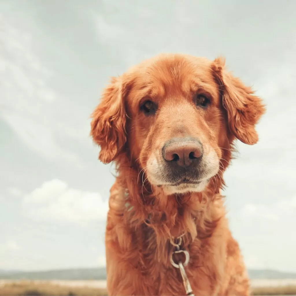 развод и питомец