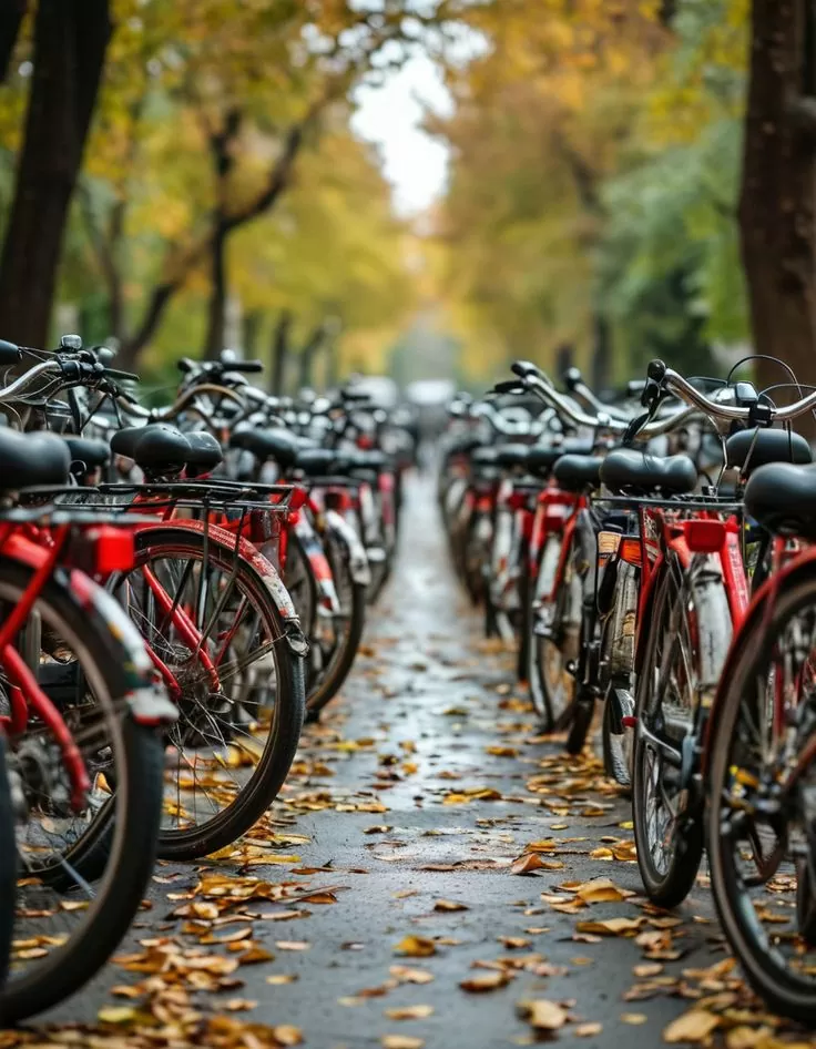 О правилах проката и использования велосипеда